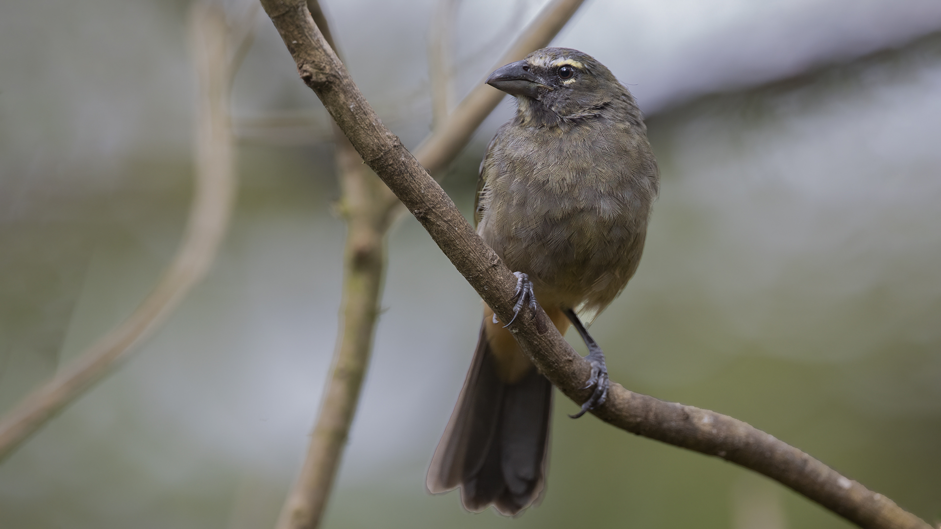 Grayish Saltator